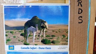 GC-Camello Safari (Maspalomas)-07.jpg